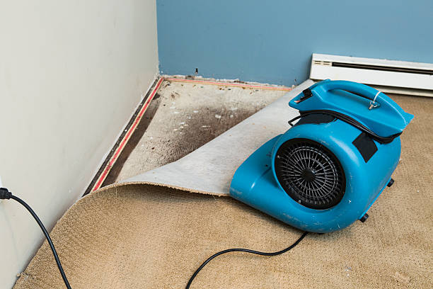 Best 24/7 water damage repair  in Clton, IN